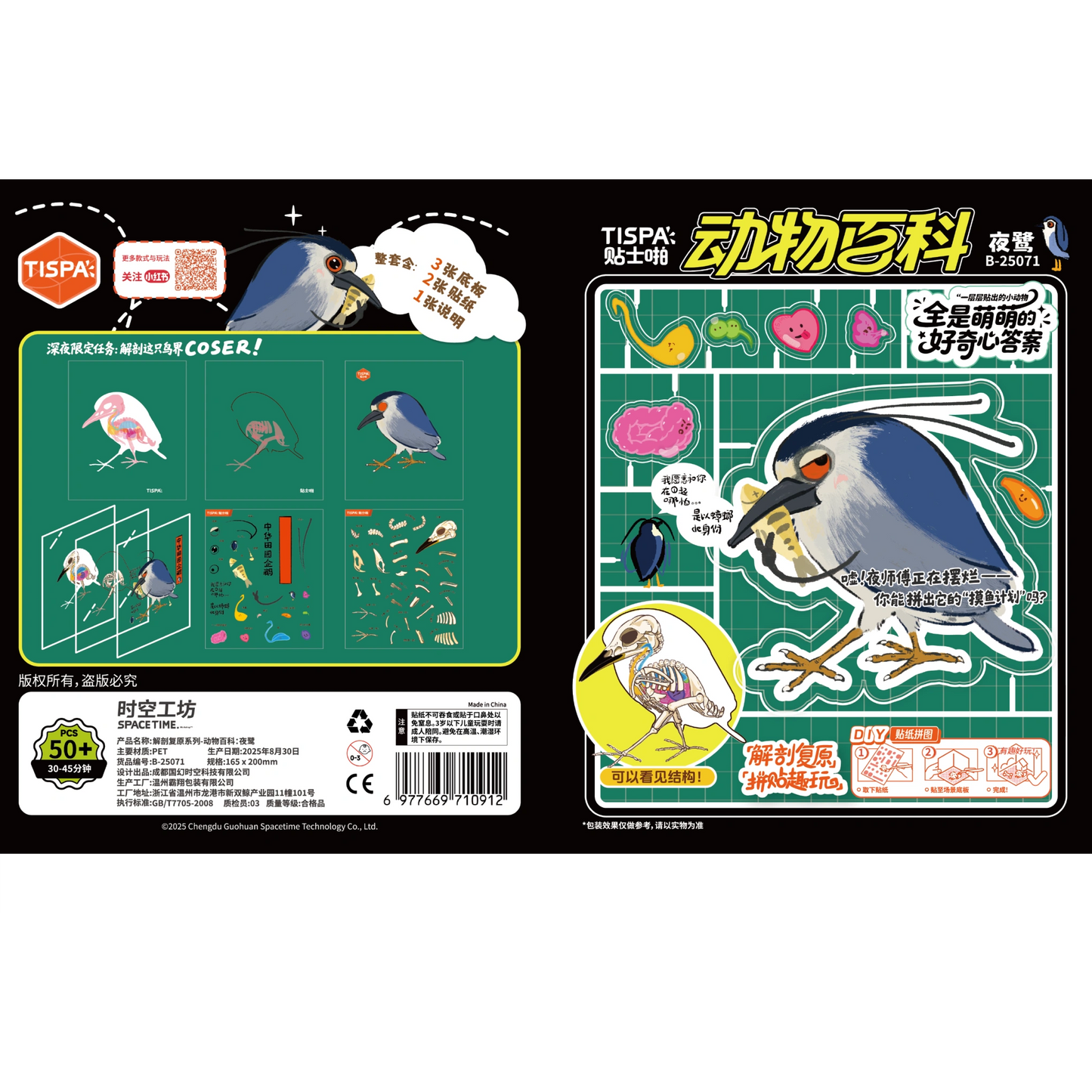 Anatomical Restoration - Nycticorax