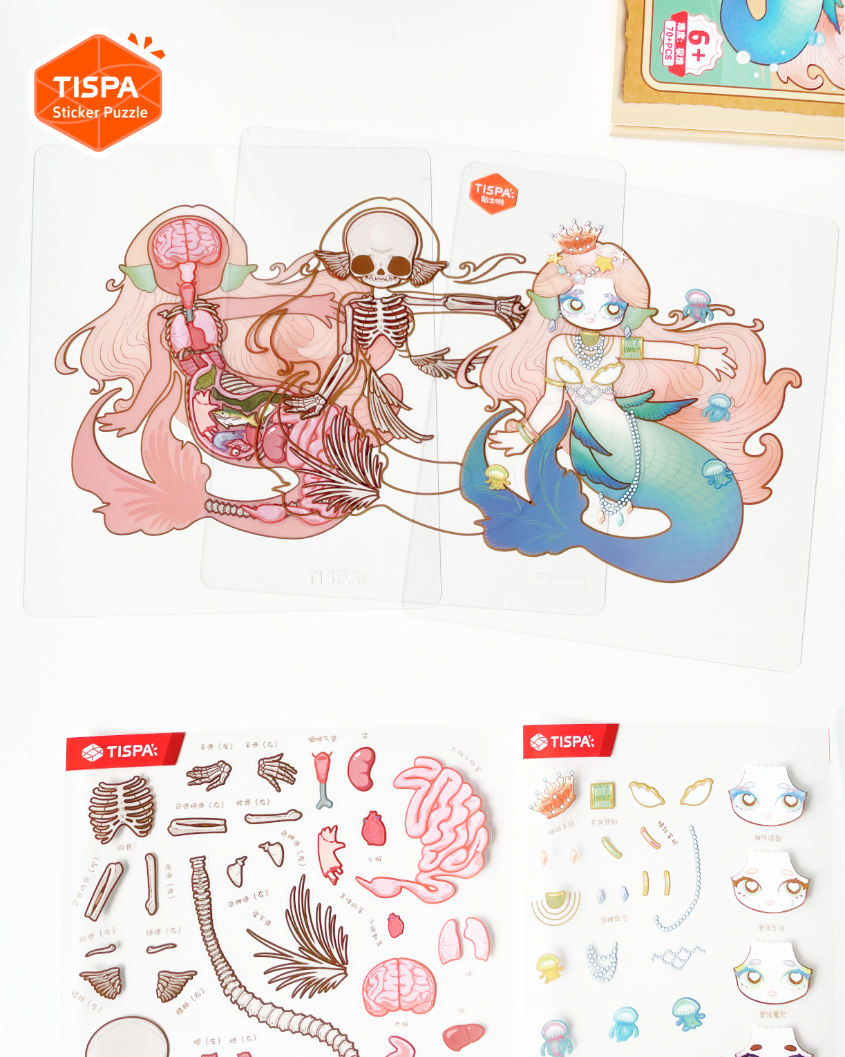 Anatomical Restoration - Mermaid