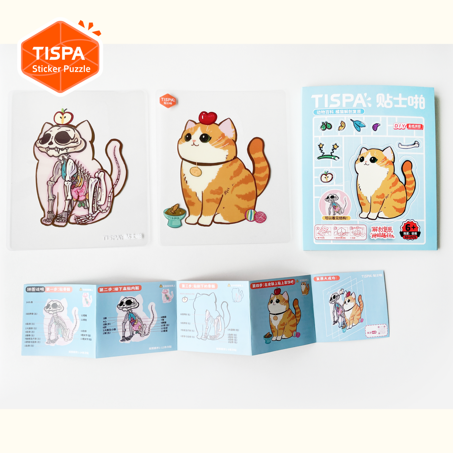 Anatomical Restoration - Cat