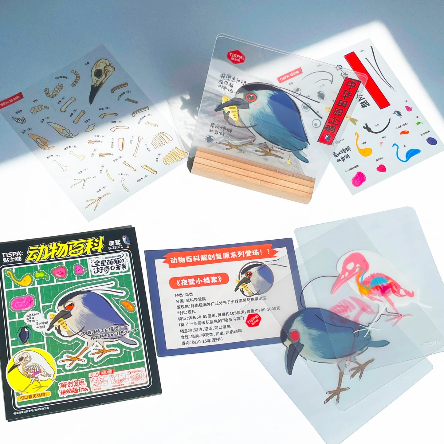 Anatomical Restoration - Nycticorax