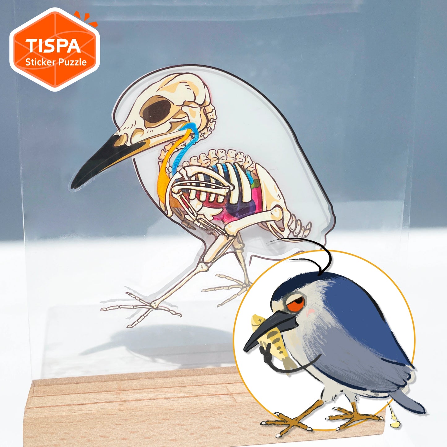 Anatomical Restoration - Nycticorax