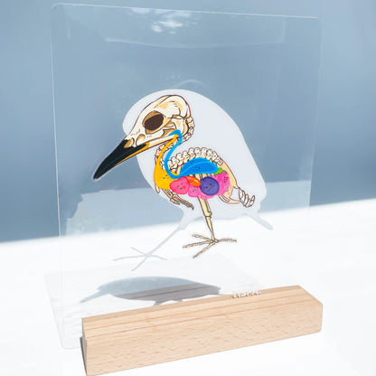 Anatomical Restoration - Nycticorax