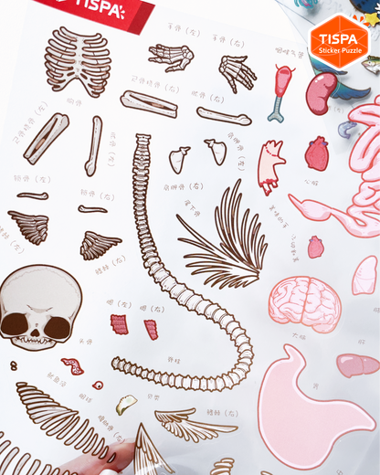 Anatomical Restoration - Mermaid