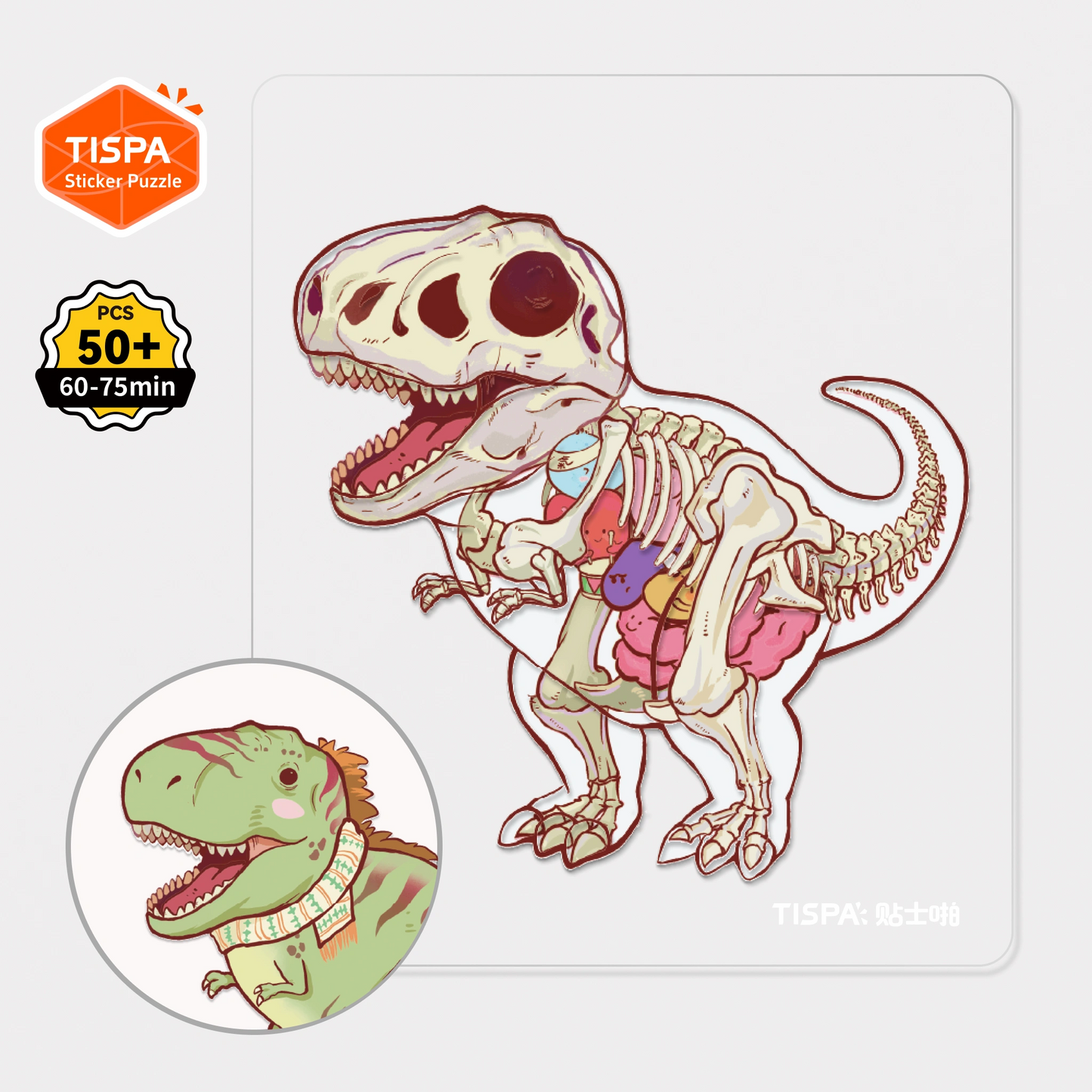 Anatomical Restoration Series