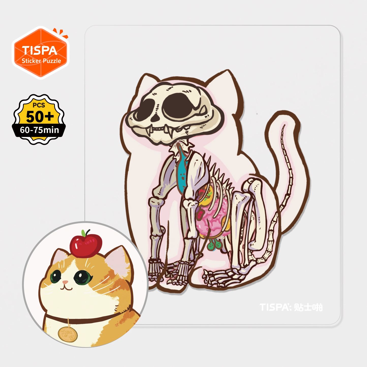 Anatomical Restoration Series