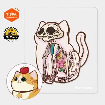 Anatomical Restoration Series