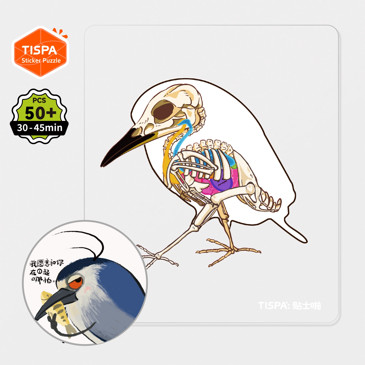 Anatomical Restoration Series