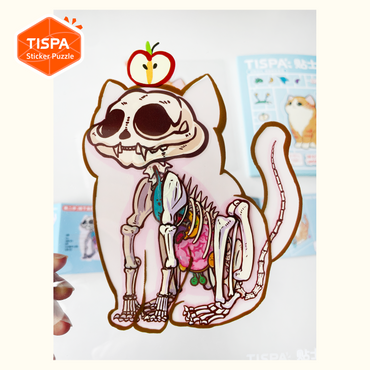 Anatomical Restoration - Cat